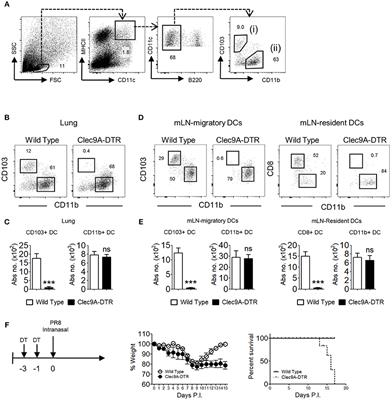 Type 1 Conventional CD103+ Dendritic Cells Control Effector CD8+ T Cell Migration, Survival, and Memory Responses During Influenza Infection